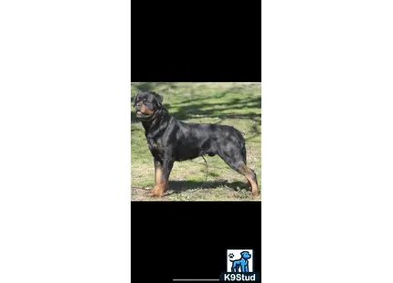 Rottweiler